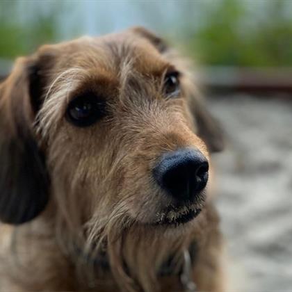 ElBe's personal logo